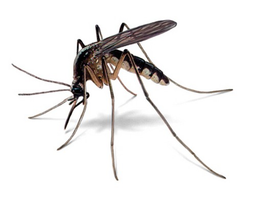 сколько живет комар после укуса