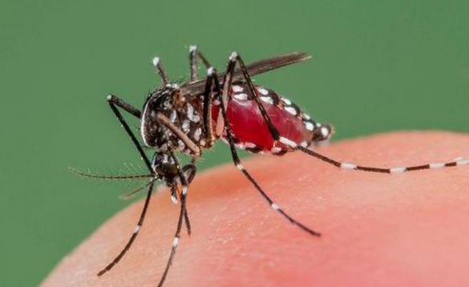 зачем в природе комары
