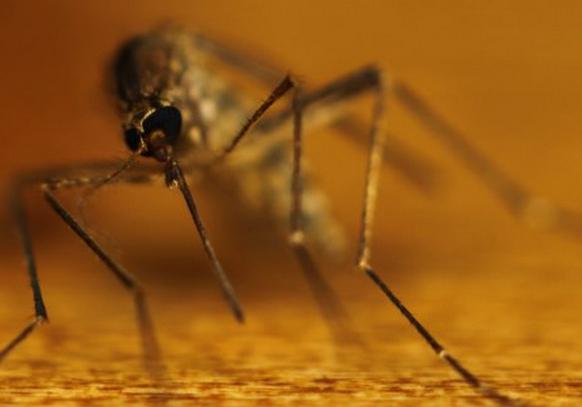 сколько живет комар