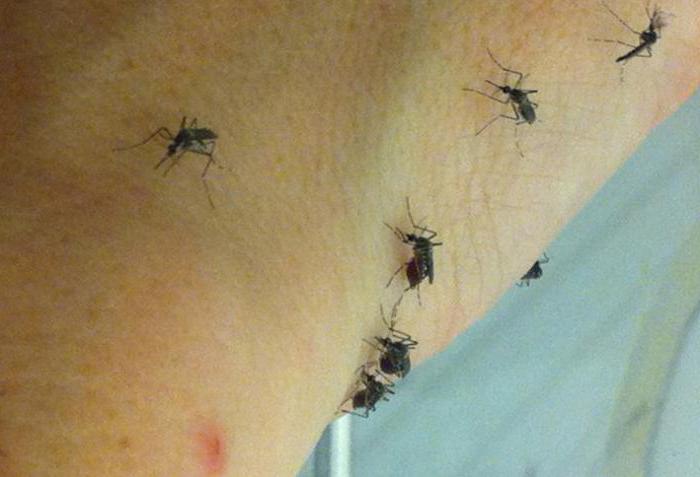 сколько живет самка комара
