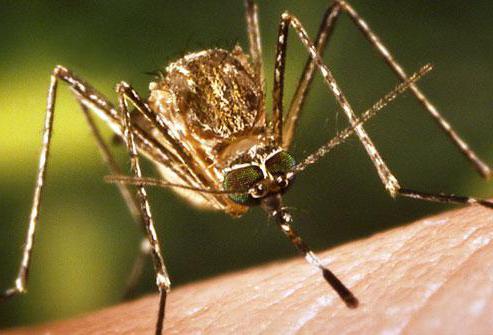 сколько живут комары