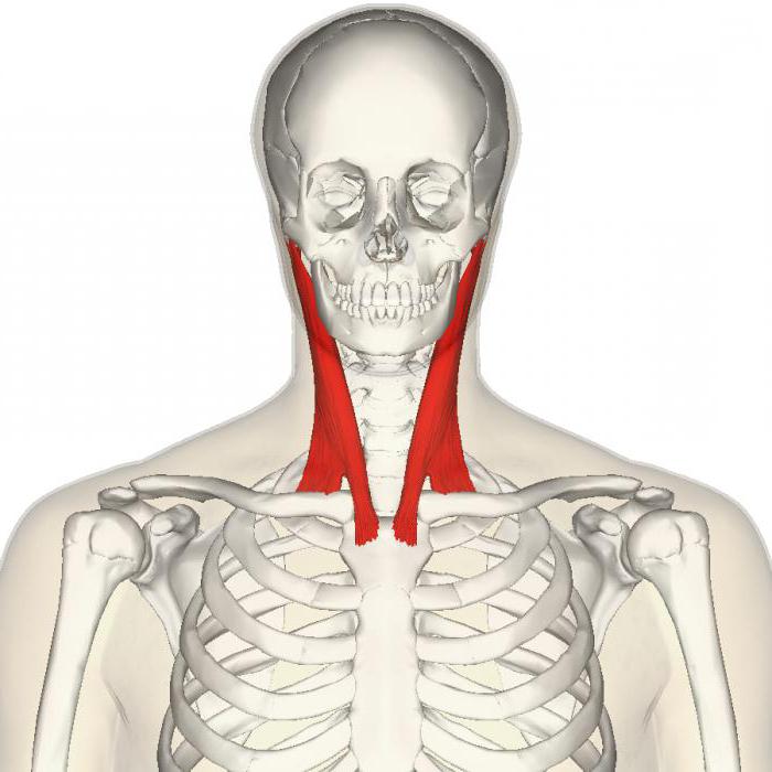 грудино ключично сосцевидная мышца фото