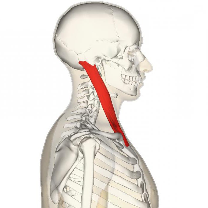 грудино ключично сосцевидная мышца