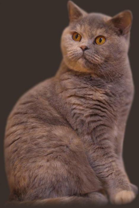 редкие окрасы британских кошек
