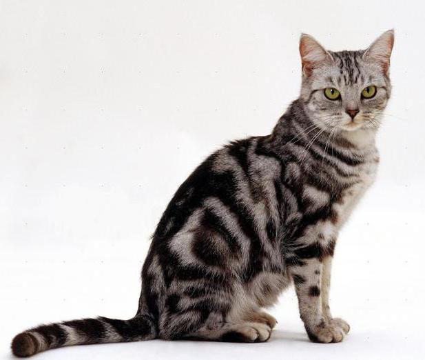 редкие окрасы британских кошек