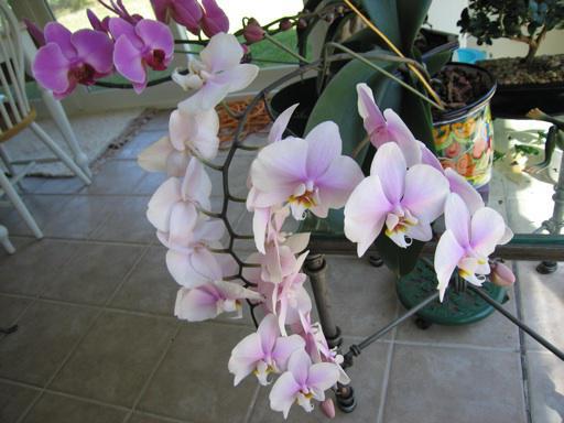 удобрения для орхидей в домашних условиях