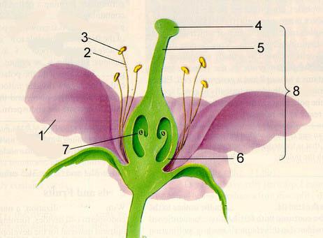 строение цветка схема