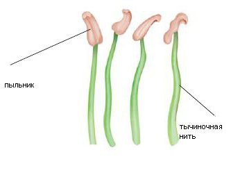 строение тычинки и пестика
