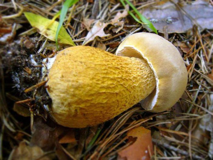 желчный гриб описание 