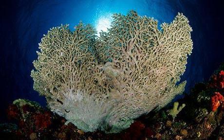 камень коралл фото свойства и значение 