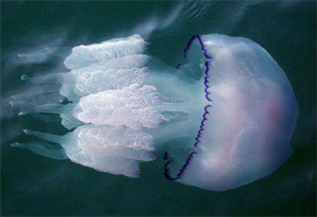 медузы в черном море опасны или нет