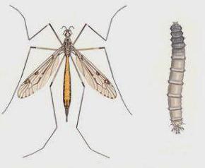 большой комар с длинными ногами