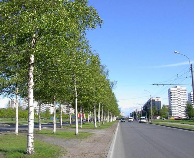 петербург светлановский проспект