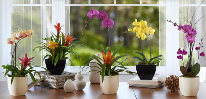 орхидея пересадка в домашних условиях
