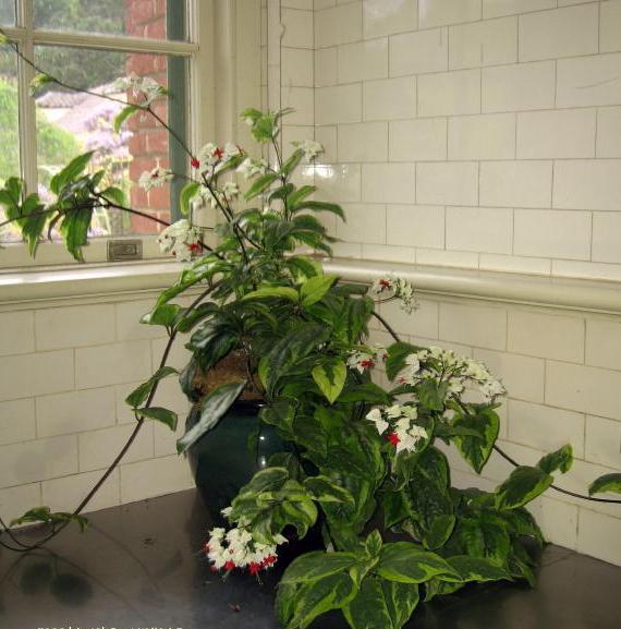 клеродендрум уход в домашних условиях цветение 