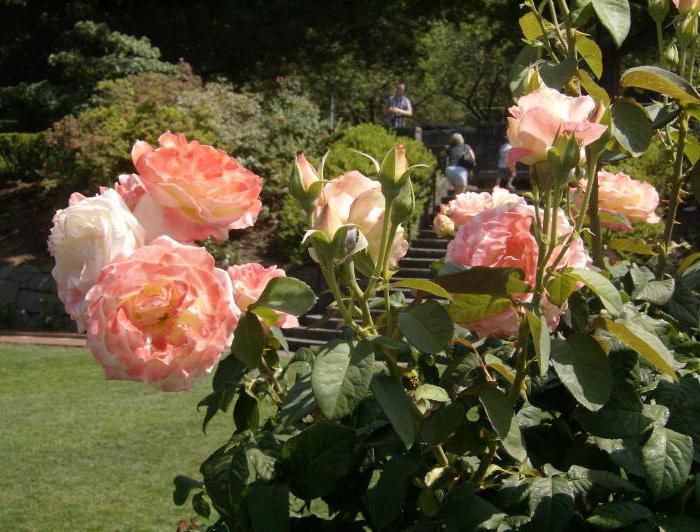 уход за садовыми розами летом 
