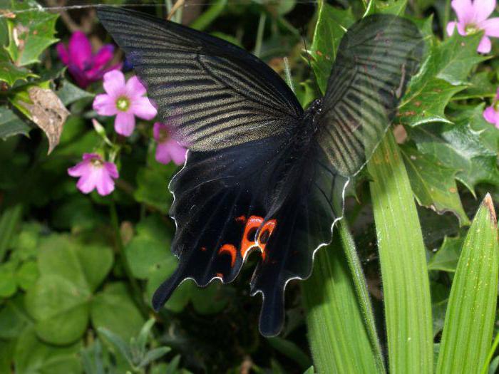 черная бабочка залетела в дом