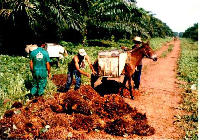 пальмовый олеин вред