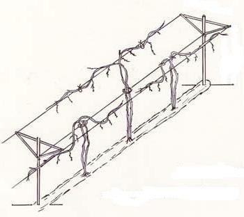 как сделать шпалеру для винограда 