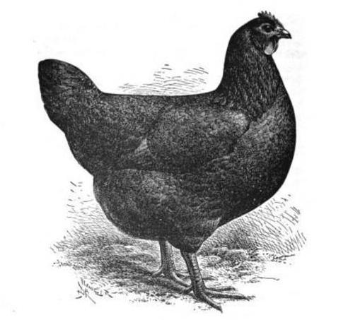 черная курица или подземные жители краткое содержание