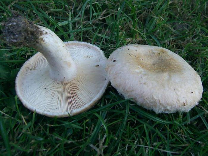 грибы белые волнушки 