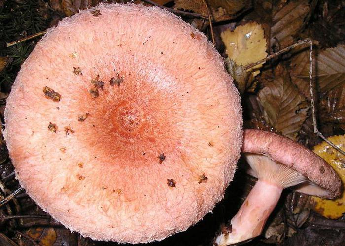 как выглядят грибы волнушки 