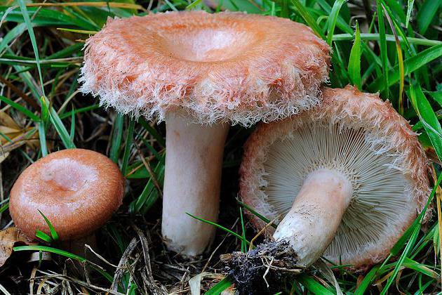 волнушки грибы 