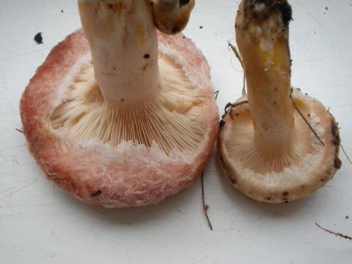 грибы волнушки описание 