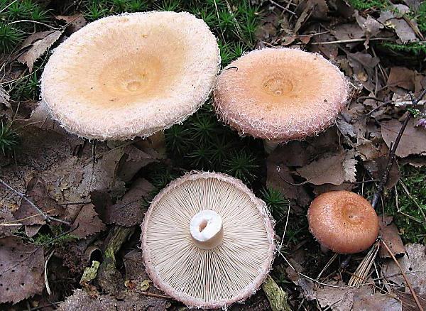 съедобные грибы волнушки 