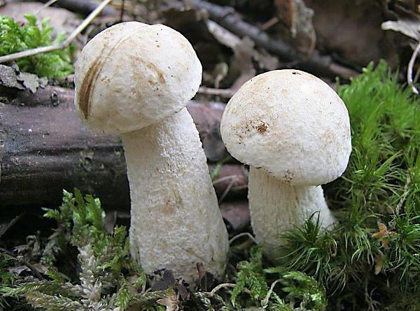 грибы подосиновики и подберезовики