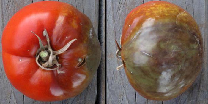 как бороться с фитофторой на помидорах