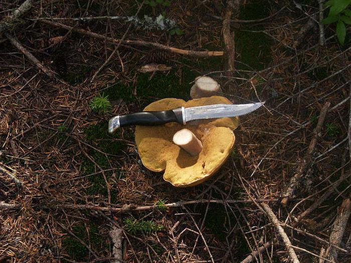 грибы похожие на грузди