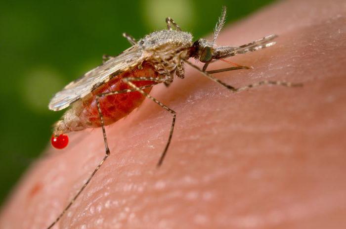 продолжительность жизни комара составляет
