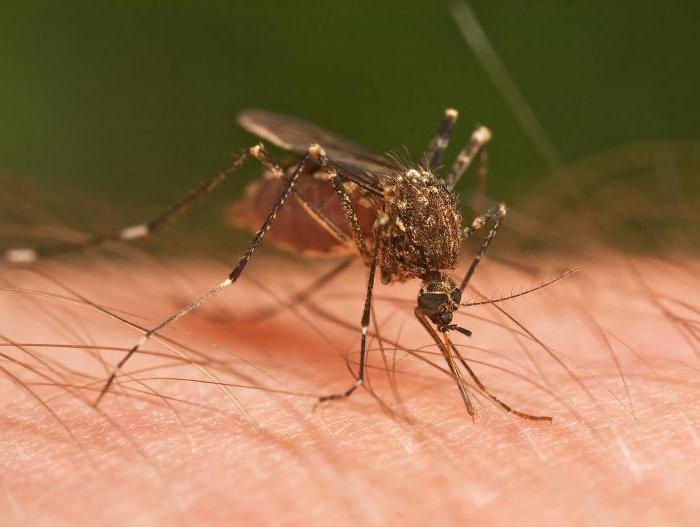 продолжительность жизни комара после укуса