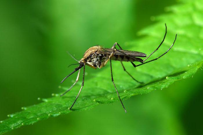 продолжительность жизни комара