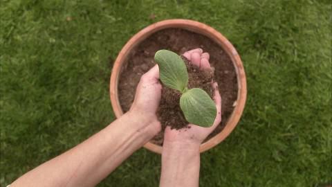 как вырастить арбуз в сибири 