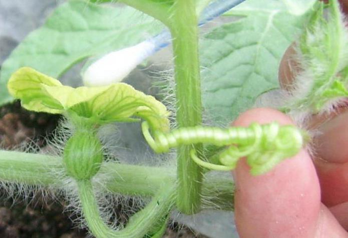 как вырастить арбузы в сибири в теплице
