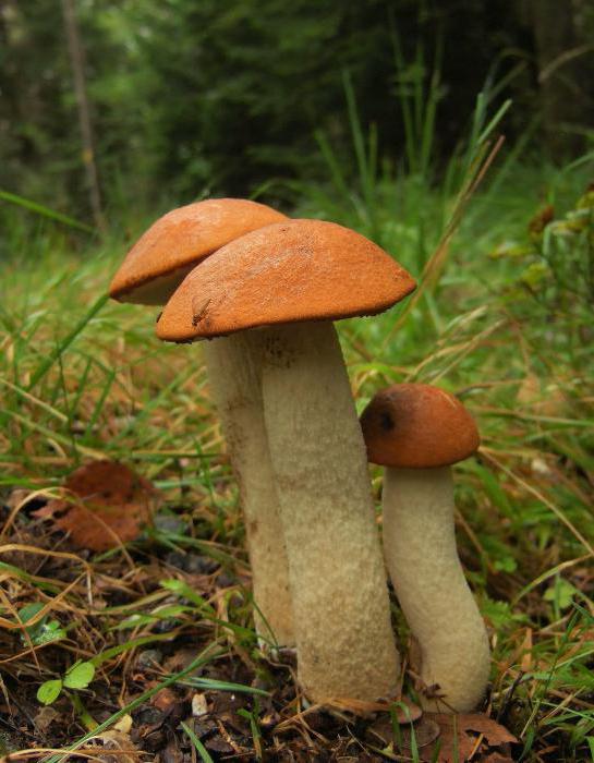 гриб красноголовик описание