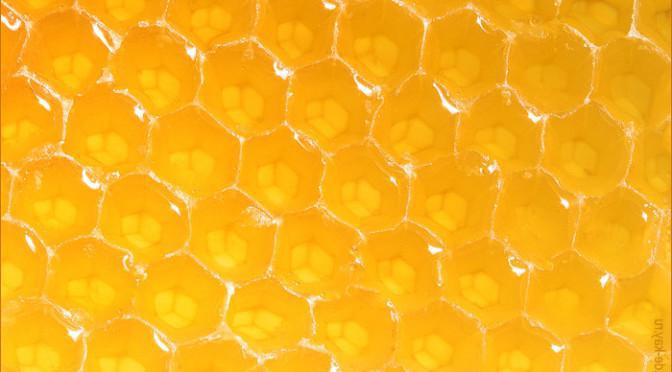 эспарцетовый мед его свойства и применение
