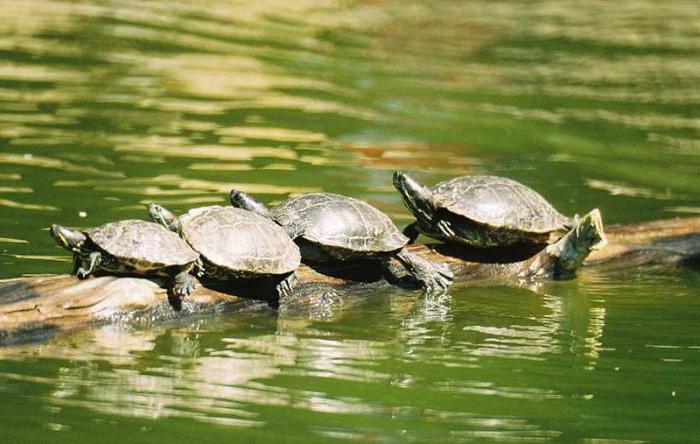 Аквариум для водяной черепахи