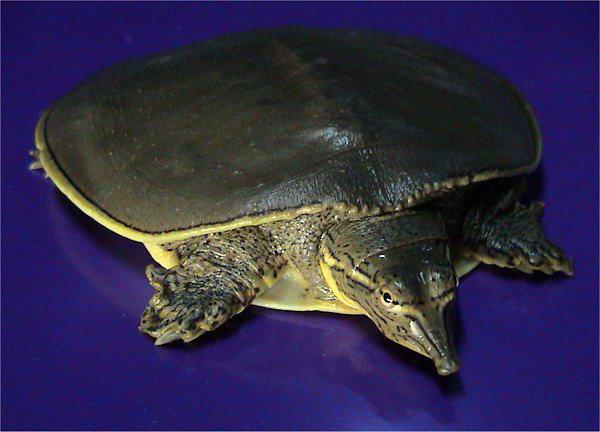 Водяная черепаха красноухая