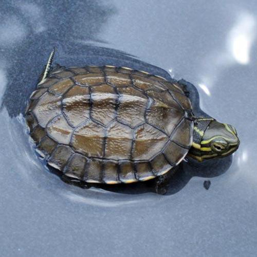 Чем кормить водяных черепах