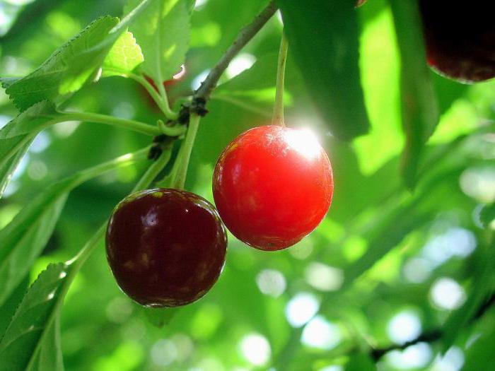 калорийность вишни и черешни