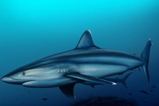 водятся ли акулы в черном море фото