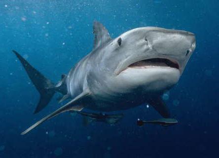 водятся ли акулы в черном море сочи