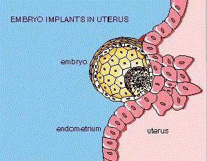 имплантационное западение базальной температуры