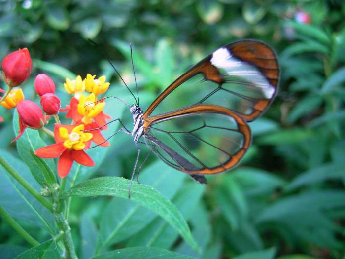 красивые бабочки