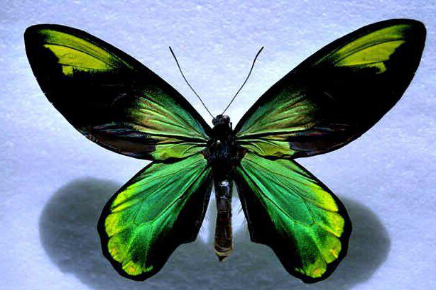 самая красивая бабочка в мире
