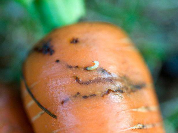 морковная муха как избавиться