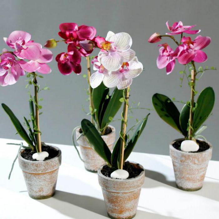 орхидеи камбрия 